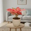 Aglaonema 'Red Vein' 6" with Pot Piyali No.2 White