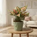 Aglaonema red valentine 5" with Pot Emo Green