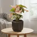 Syngonium neon pink 5" with Pot Norway Black