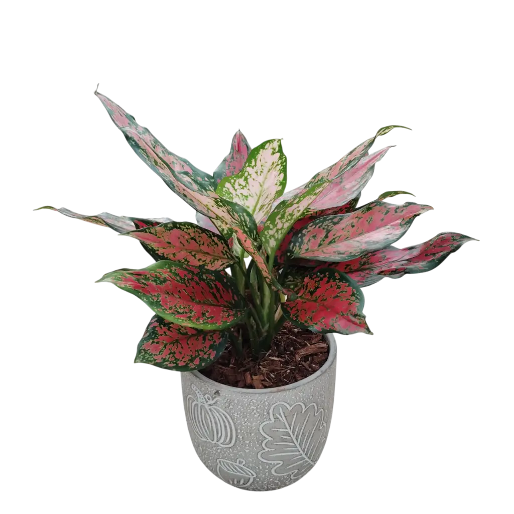 Calathea Makoyana 5" with Pot Aut. cone A584 Black