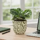 Calathea medallion 5" with Pot Floral A578 Green