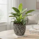 Philodendron Birkin with Pot Leaf A580 Black