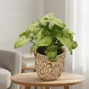 Syngonium Bronze with Pot Floral A578 Earth Tone