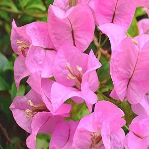 [PLCV BOHY BG 1010 3.9L H030] Bougainvillea Light Pink (Polybag # 10x10, 3.9L, 12'' ht)
