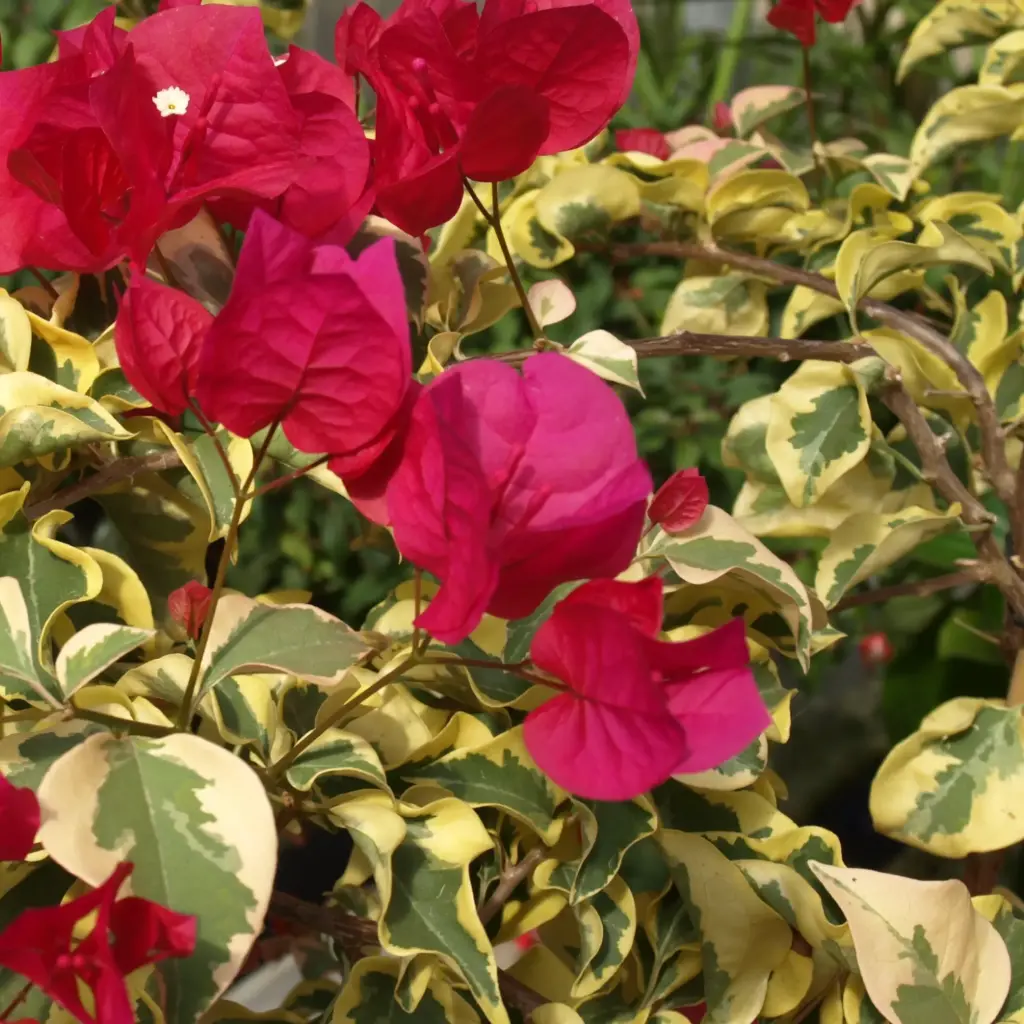 [PLCV BOVR BG 1010 3.9L] Bougainvillea glabra variegata (Polybag # 10x10, 3.9L)