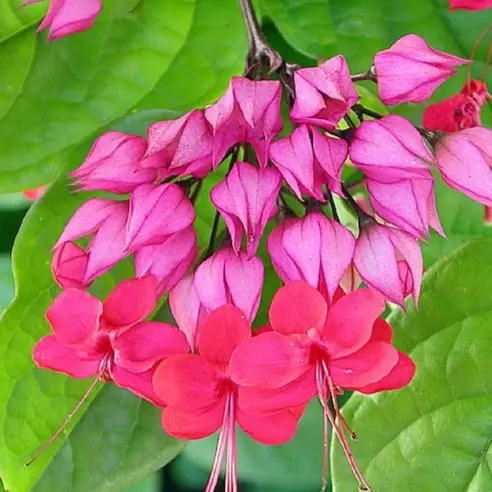 [PLCV CLSP PT0035 17.6L H045] Pink bleeding heart, Clerodendrum speciosum   (पॉट # 12'' 17.6L)