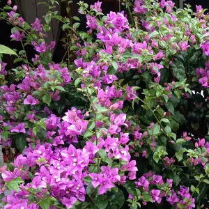 Bougainvillea Lailac