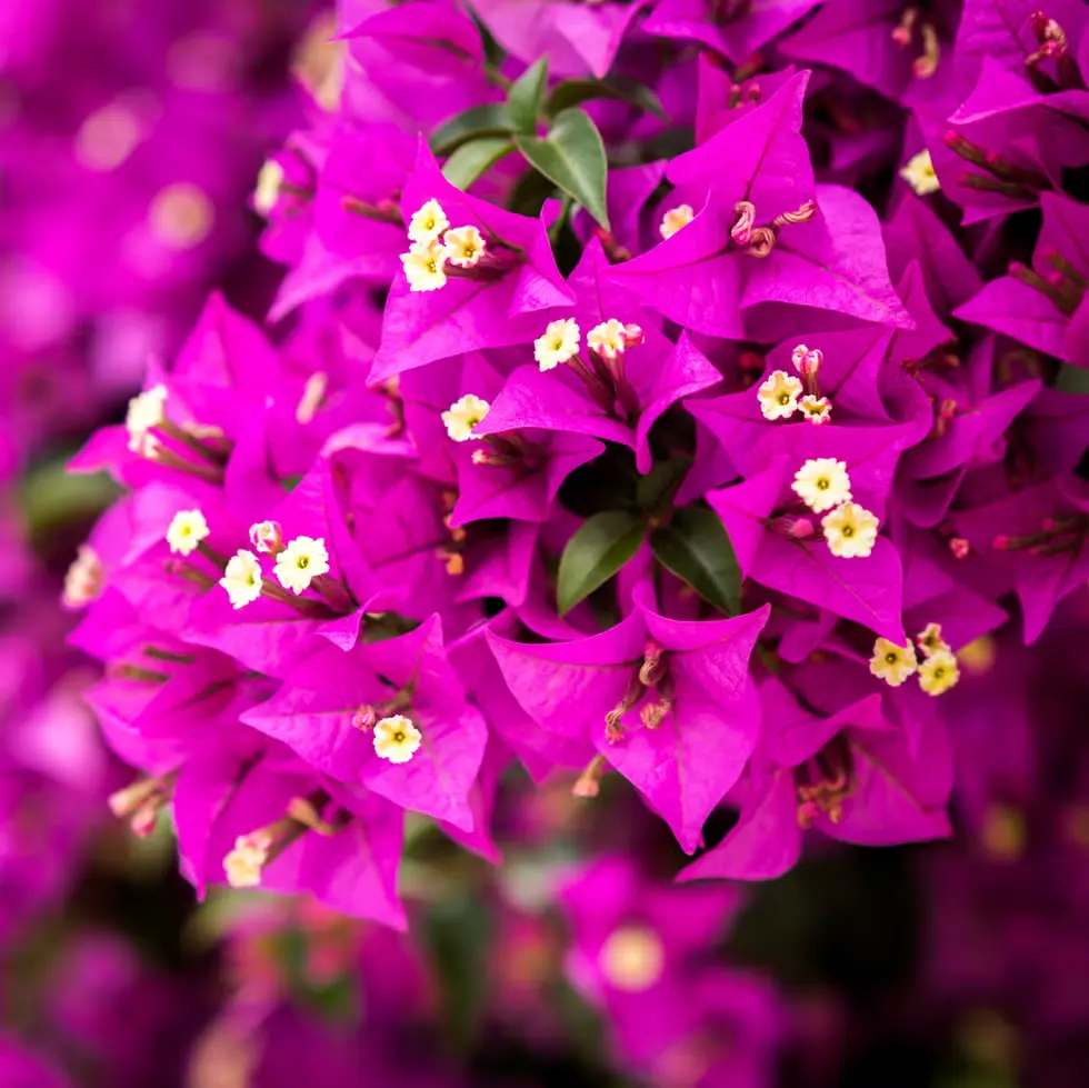Bougainvillea Pink Supreme (Polybag # 10x10, 3.9L)