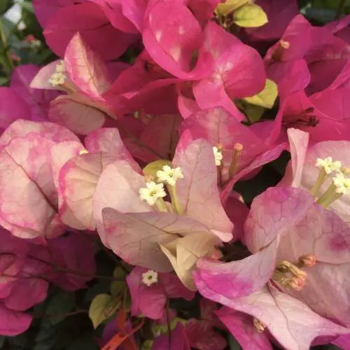 Bougainvillea Chitra