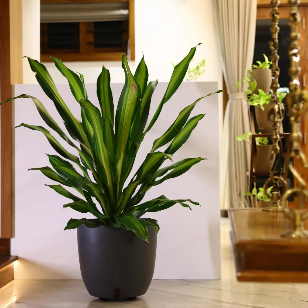 Pot Ronda 38  (GREY)