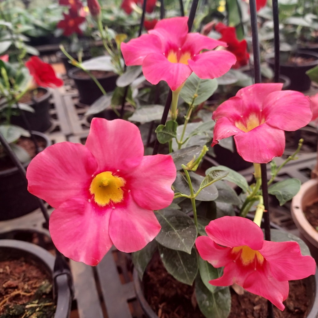 [PLCV MAPK  PT 0015  1.6L H015] Mandevilla sanderi Pink (Pot # 5" 1.6L, 6'' ht)