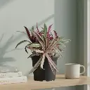 Roheo, boat lily, oyster plant, Tradescantia spathacea