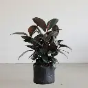 Rubber tree, Ficus elastica black prince