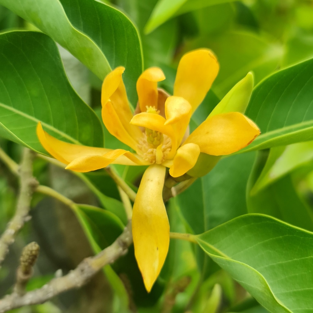 Yellow Sonchafa, Michelia champaka