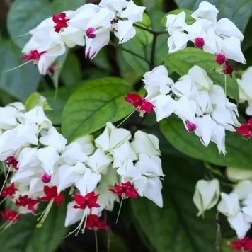 [PLCV CLTH BG 1010 3.9L H030] Bleeding heart vine, Clerodendrum thomsoniae (Polybag # 10x10, 3.9L, 12'' ht)