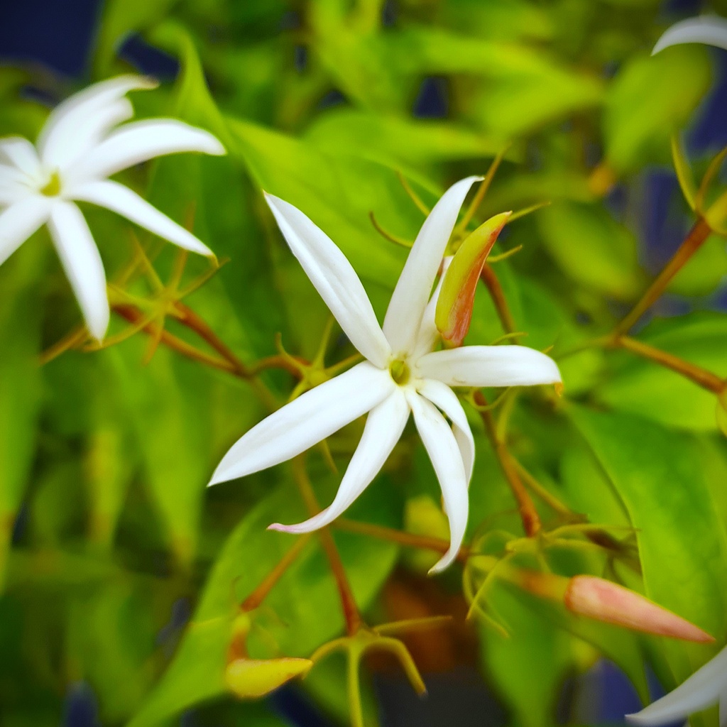 [PLCV JALA BG 1010 3.9L H020] Kundh, Jasminum laurifolium (Polybag # 10x10, 3.9L, 12'' ht)