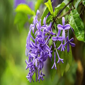 [PLCV PEVO BG 1010 3.9L H030] Sandpaper vine, Petrea volubilis (Polybag # 10x10, 3.9L, 12'' ht)
