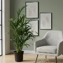 अरेका पाम, डिप्सिस लूटेसेन्स