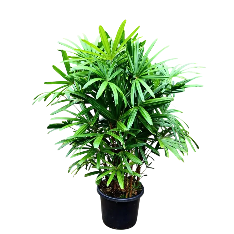 Lady palm, Rhapis excelsa