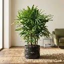 Lady palm, Rhapis excelsa