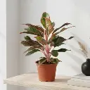 अग्लेओनेमा लिपस्टिक