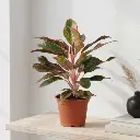 Aglaonema lipstick