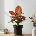 Aglaonema red valentine