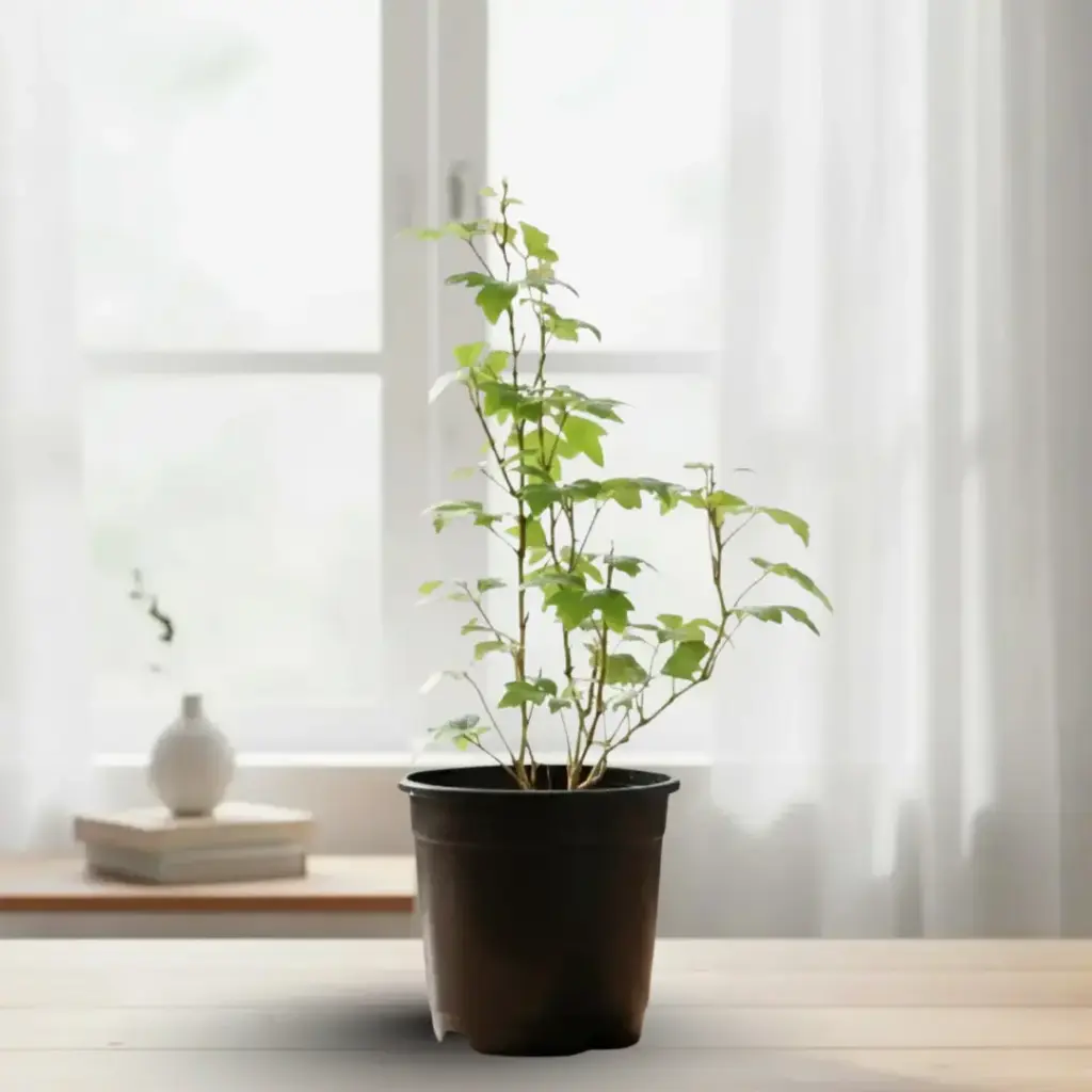 ग्रेप आइवी, सिसस रोमबिफोलिया