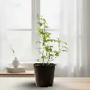 ग्रेप आइवी, सिसस रोमबिफोलिया