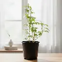 ग्रेप आइवी, सिसस रोमबिफोलिया