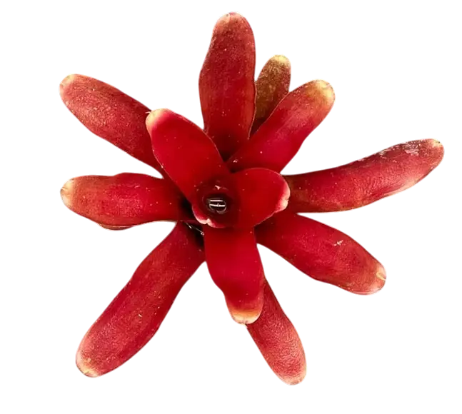 Neoregelia fireball