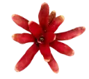 Neoregelia fireball