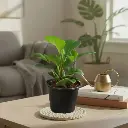 Baby rubber plant, Peperomia obtusifolia green