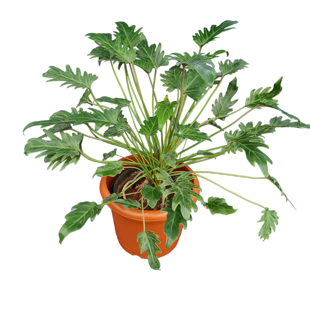 Philedendron xanadu green