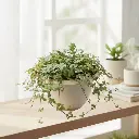 Pilea glauca