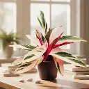 Prayer plant, Stromanthe sanguinea