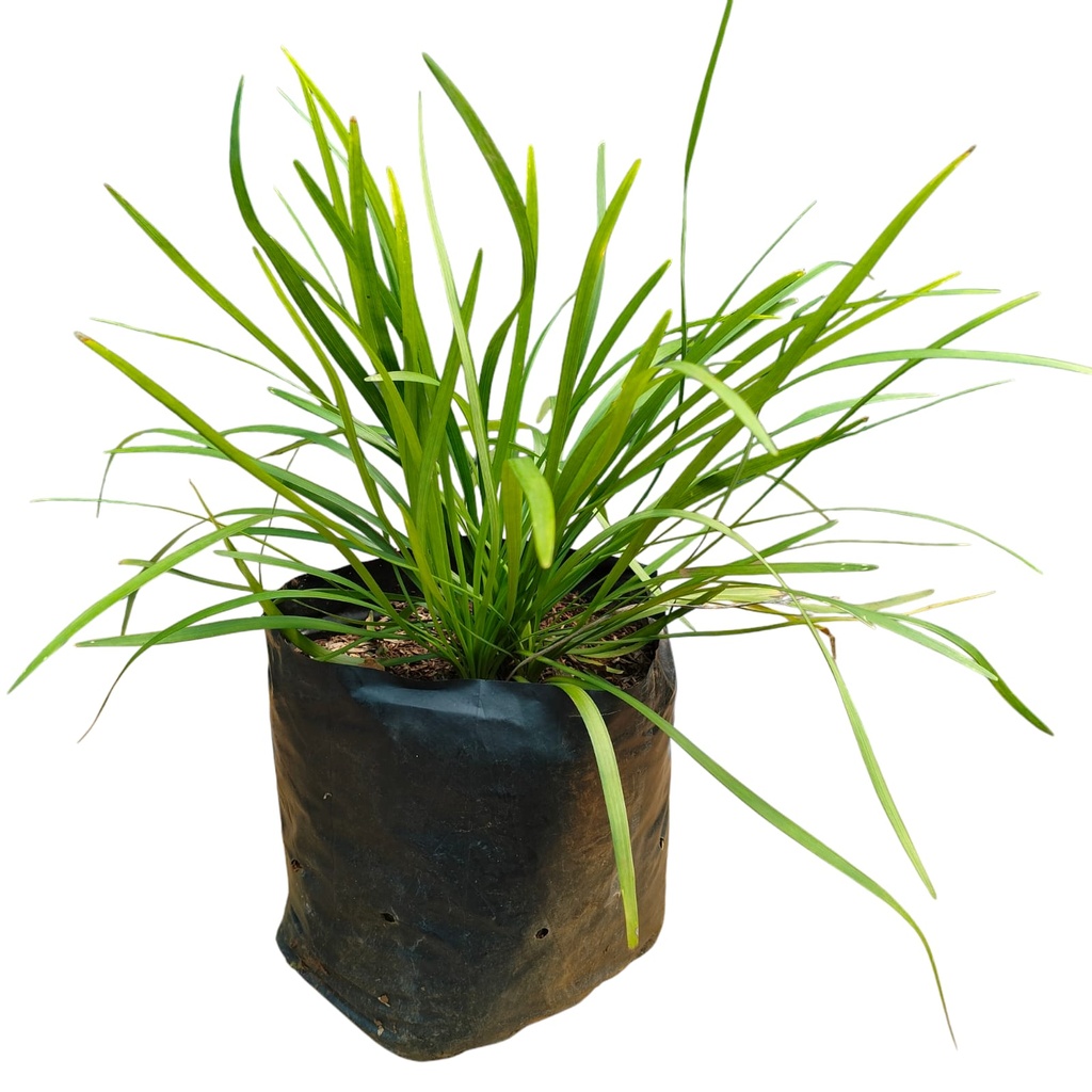 Ribbon grass Green, Ophiopogon jaburan 
