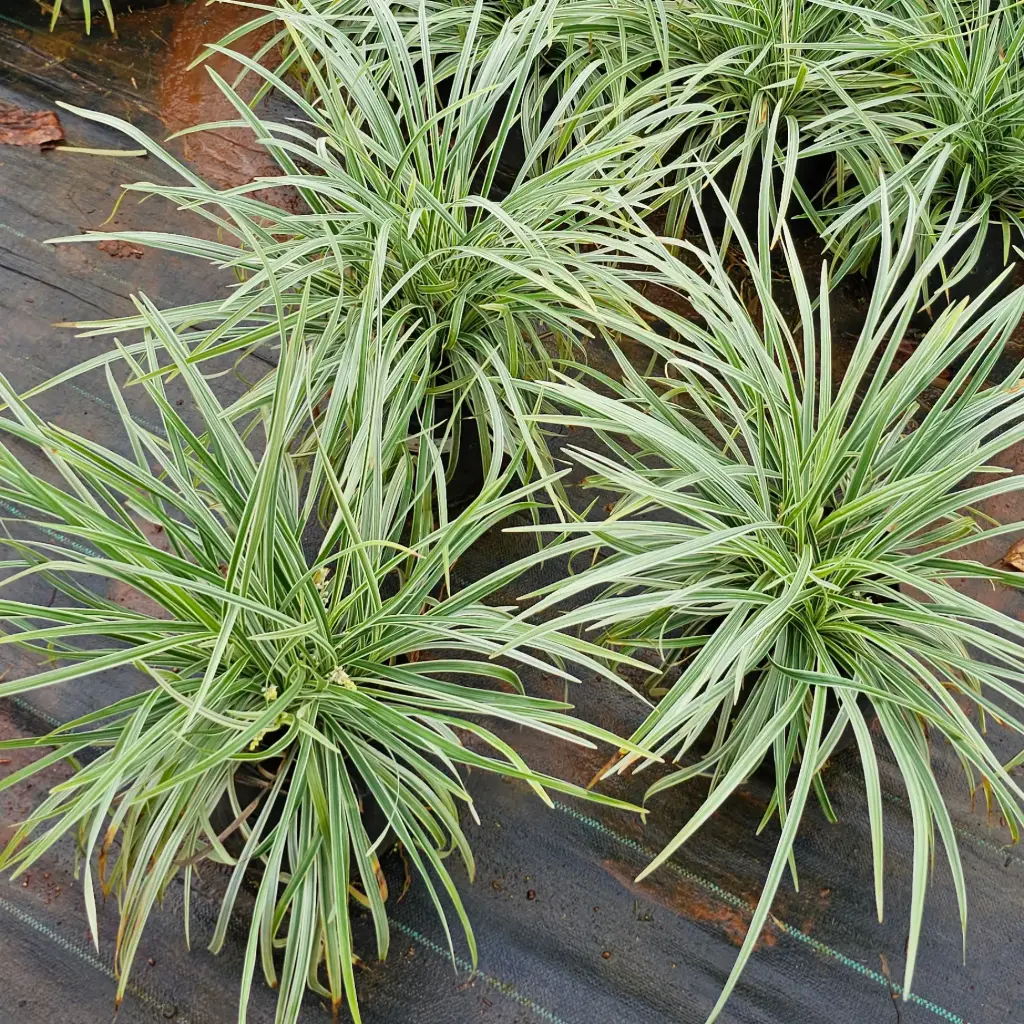 Ribbon grass, Ophiopogon jaburan 'Vittatus' 