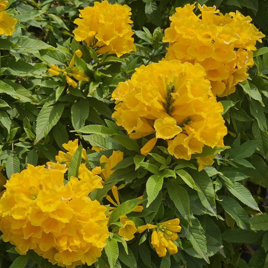 [PLWS TEST PT 0021 6.5L H030] Yellow bells, Tecoma stans (Pot # 8'' 6.5L)