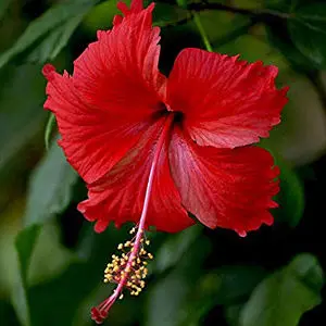 [PLWS HISI BG 1010 3.9L H030] Jaswand Red, Hibiscus rosa sinensis (Polybag # 10x10, 3.9L, 12'' ht)