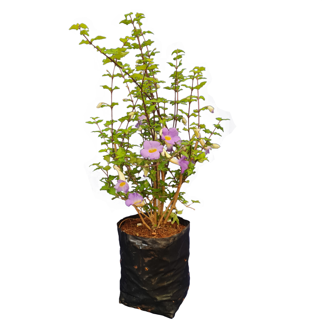 Meyenia erecta, Thunbergia erecta