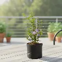 मेयेनिया एरेक्टा, थनबर्गिया एरेक्टा