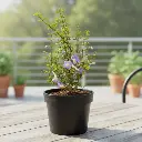 Meyenia erecta, Thunbergia erecta