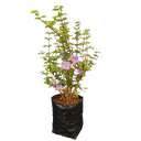 Meyenia erecta, Thunbergia erecta