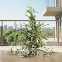 Bridal veil, Clerodendrum wallichii