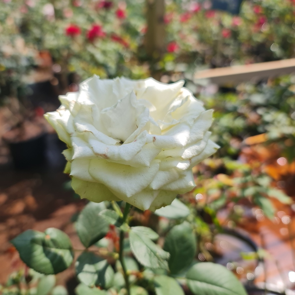 Rose White Success
