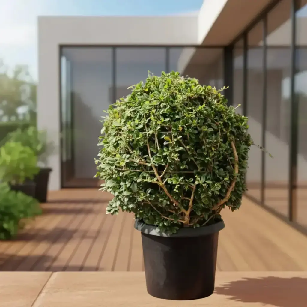 [PLTP MLCC PT 0030 17.6L H090 S060] Malpighia coccigera round ball (Pot # 12'' 17.6L, 2'6'' ht)