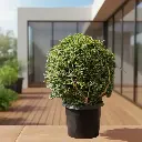 मालपिघिया कोक्सिगेरा (गोल बॉल)