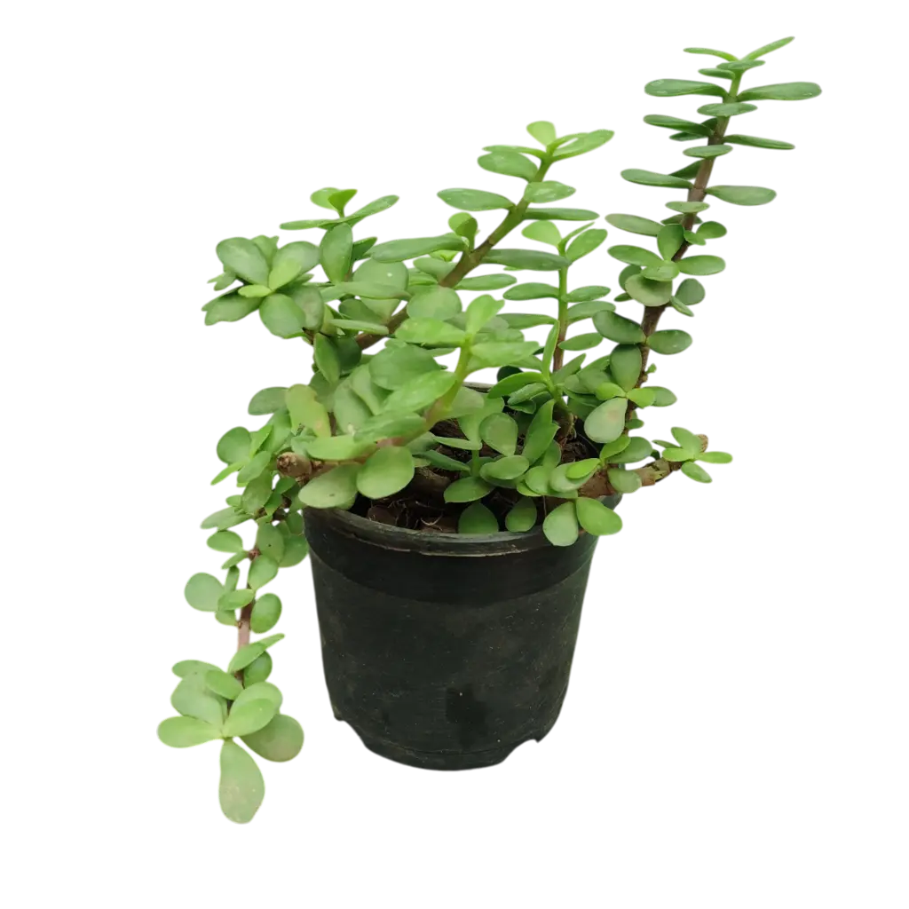 Green Jade Plant,Crassula Ovata