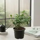 Green Jade Plant,Crassula Ovata